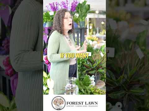 25 Orchids Varieties That Make Great Houseplants 25 Orchids Varieties That Make Great Houseplants