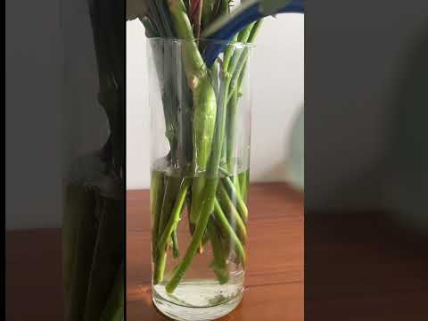 Чому листя ромашки жовтіє
